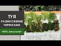 Размножение ТУИ (и других хвойных) черенками// Гарантированное укоренение