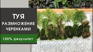 Размножение ТУИ (и других хвойных) черенками// Гарантированное укоренение