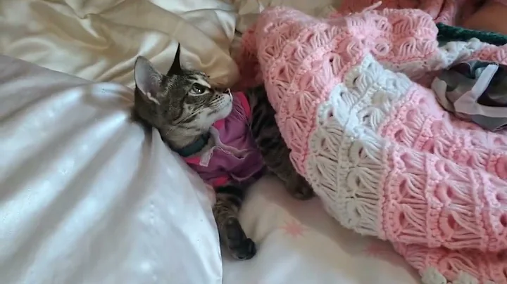 Gucci's Adventures 2