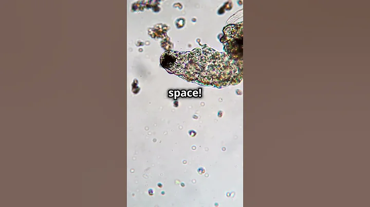 Tardigrades: The Ultimate Survivors! #facts #wildlife #wildanimalfacts #animals #shorts #shortvideo