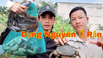 89 | Thăm Lờ Cá Đụng Ổ Rắn Khủng | HLT | Fishing Swarms of Snakes