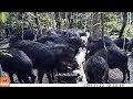 Paca na chuva, Queixada, Cutia e Ouriço no saleiro