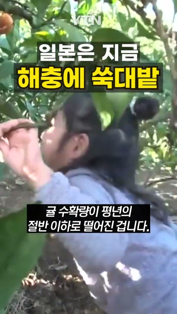 일본 덮친 노린재 #shorts / YTN