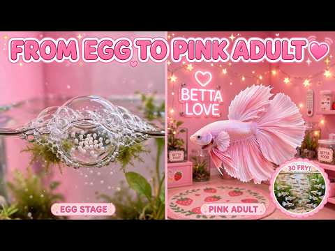 BETTA LOVE: My Pink Betta Breeding Journey — From Bubble Nest to Pastel Adult | Full Story 2026 -,-