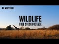 WILD LIFE STOCK FOOTAGE VIDEO COLLECTION NO COPYRIGHT