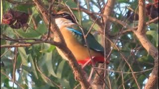 SUARA ASLI (ANIS MATAHARI /PUNGLOR MATAHARI/PAOK PANCAWARNA ) BURUNG PEMALU TERNYATA MERDU