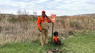 6 day Iowa Wild Pheasant hunt on IHAP Public Land.