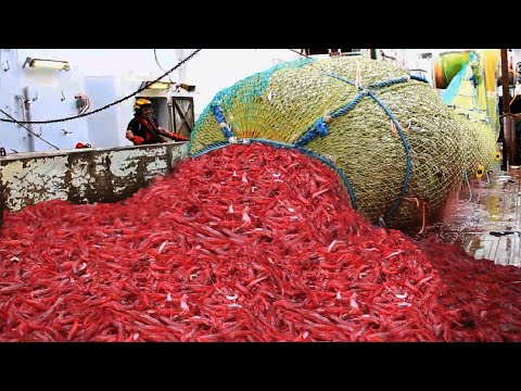 Amazing Shrimp Fishing Video Catch Hundreds Tons Shrimp With Modern Vessel Shrimp processing