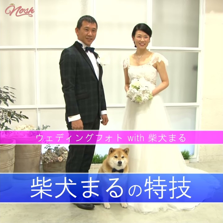 かわいすぎるッ 柴犬まるの特技 Youtube