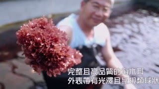 天然紅藻海木耳海洋紅寶 