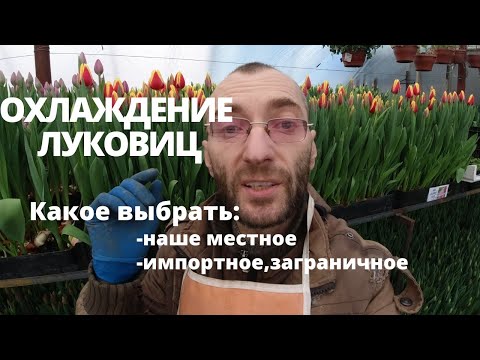 Какое охлаждение тюльпанов выбрать?Наше местное или Голландское. Эксперемент с сортом Бангкок