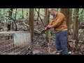 アライグマの電気止め刺し