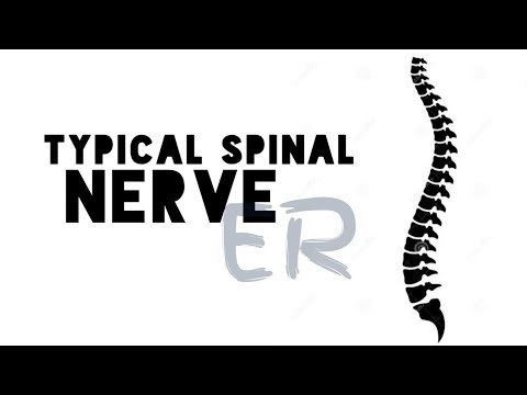 a typical spinal nerve - YouTube