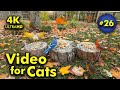 4K TV For Cats | Fall Festivities | Bird and Squirrel Watching | Video 26