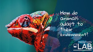 How do animals adapt to their environment?