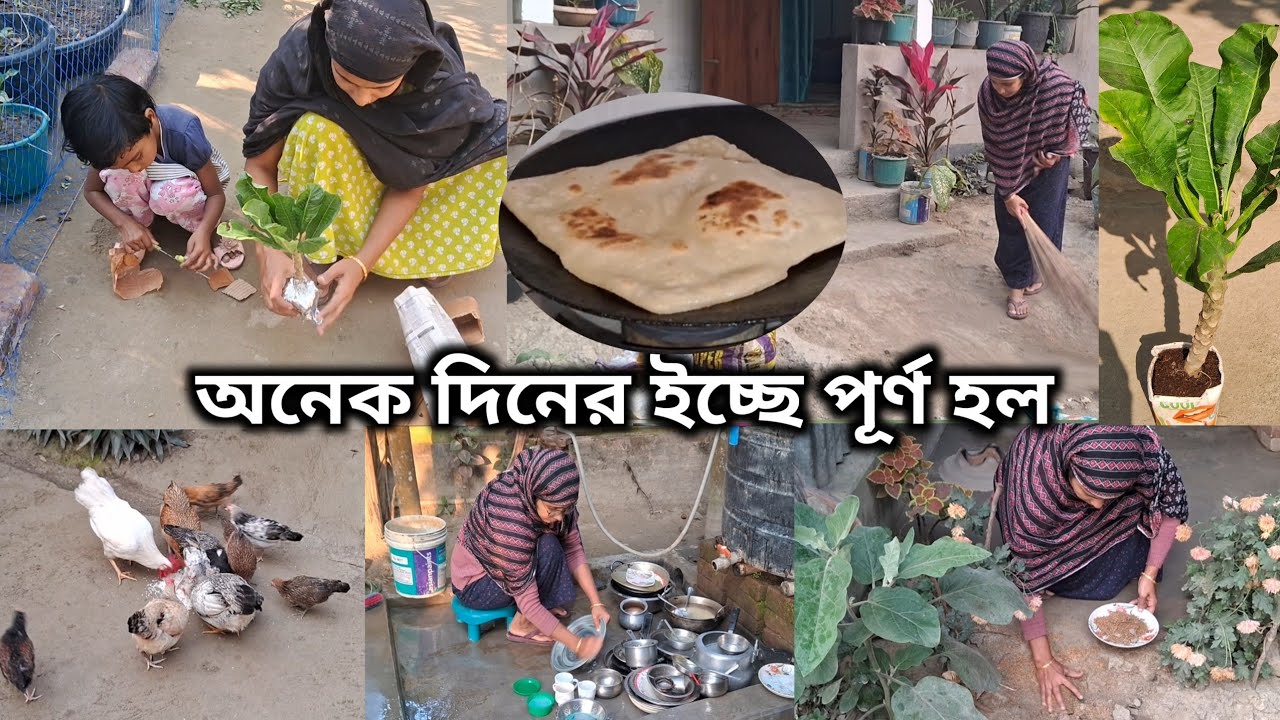 অনেক দিনের ইচ্ছে পূর্ণ হল, বাগানে আসলো কাঠগোলাপের গাছ ll সংসদের সাথে এই মুরগি গুলো পালি