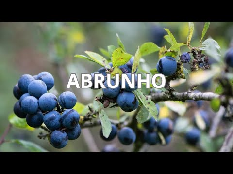 Vídeo: Qual é o sabor do abrunho?