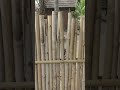 Bamboo fence ideas Gili island