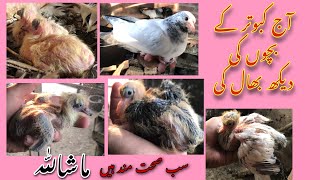 Aj kabootaro k sab bacho ki dekh bhal ki || Take care of baby pigeons