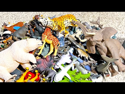 Animals - Shark, Ostrich, Elephant, Hammerhead Shark, Rhino, Hippo, Giraffe,  Flamingo, Macaw, Pig