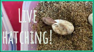 CRESTED GECKO HATCHING | LIVE HATCHING | BABY GECKO 🦎
