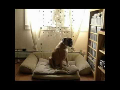 Boxer Dog has trouble sitting down and getting up | Canine Hip Dysplasia