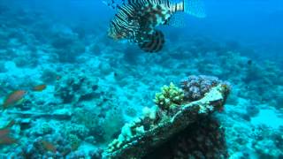 Red sea 2014