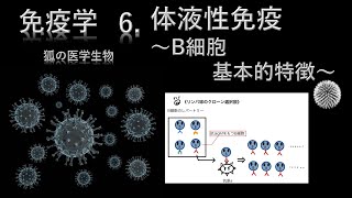 免疫学6 体液性免疫　〜B細胞・基本的特徴〜