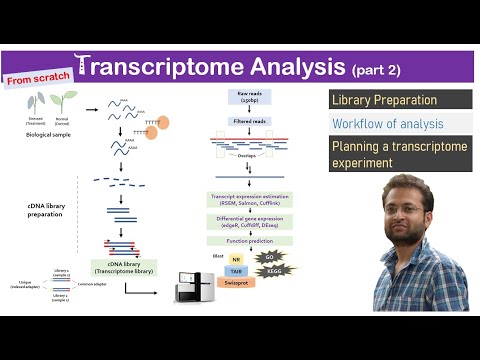 Video: Een Database Met Geannoteerde Geannoteerde Transcriptomen (CAT)