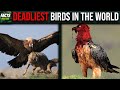 10 Deadliest Birds in The World