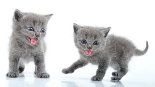 Cute Kittens Meowing and Talking | Cute Cat Videos | CatBlatt