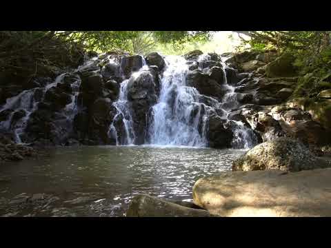 Background Video Air Terjun (Waterfall) Pemandangan Alam Air terjun - No Copyright