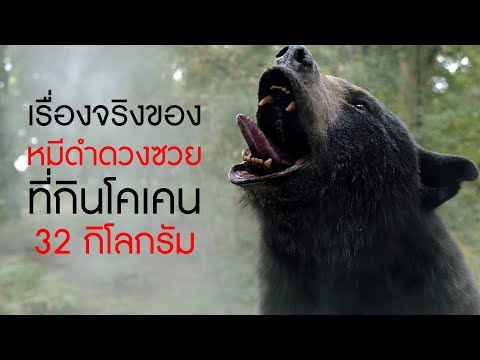 เรื่องจริงของ 'หมีดำดวงซวย' ที่กินโคเคน 32 กิโล ในคราวเดียว