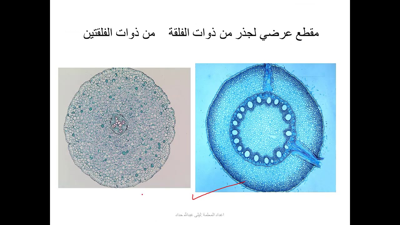 7 احياء اول ثانوي علمي: التشريح الداخلي للجذر
