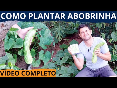 Vídeo: Plantando Abóbora - Dicas Para Cultivar Abóbora
