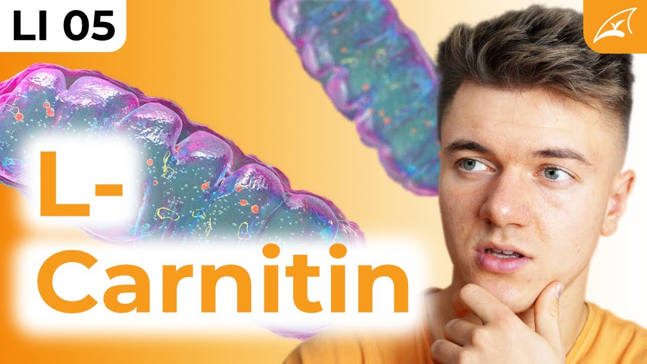 l carnitin stoffwechsel + mit L-Carnitin & Cholin 90 St gnstig kaufen STOFFWECHSEL+