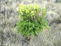 Kilimanjaro: Wild Celery