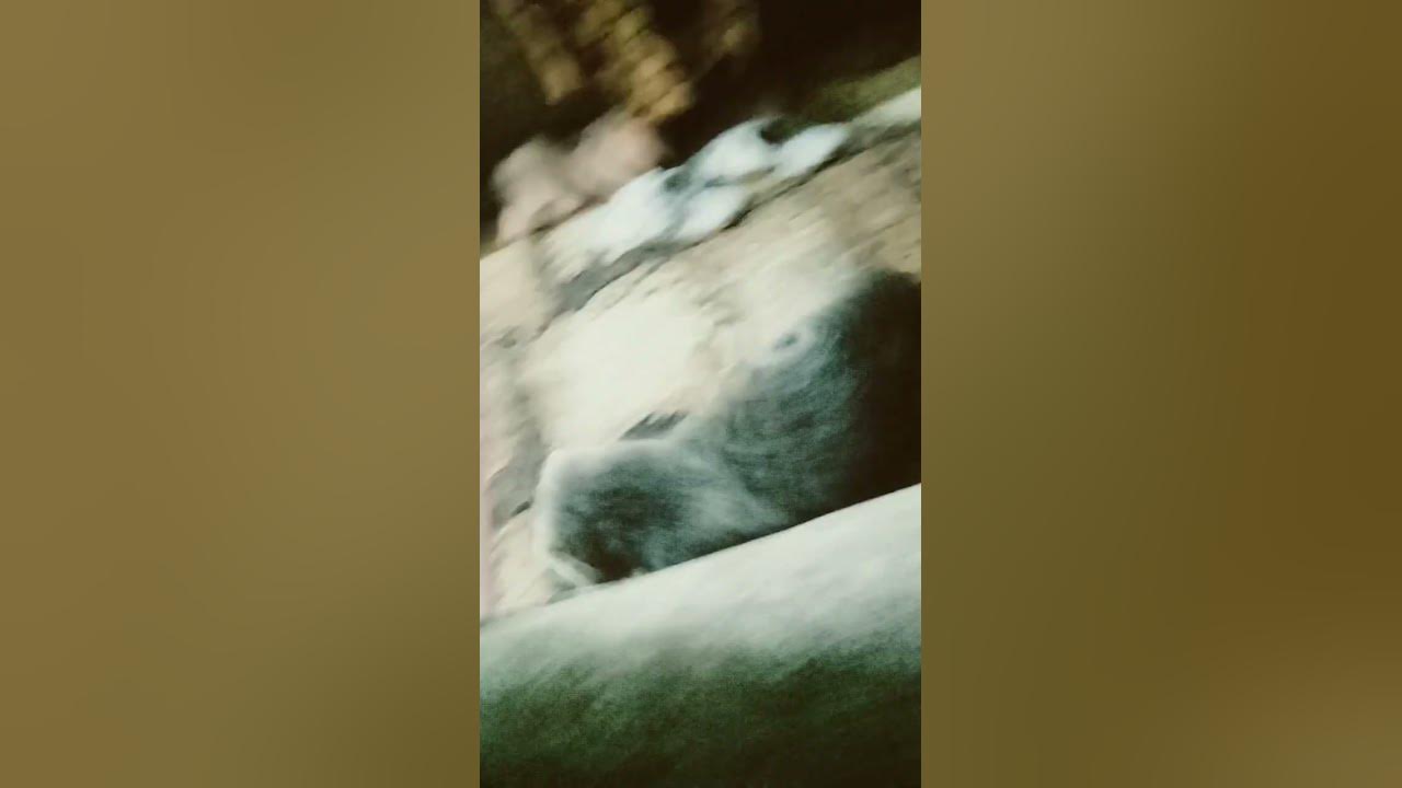 это кит - YouTube