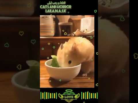 روعة الهامستر كيوت Shorts Great Hamster Qit