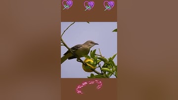 #القران_الكريم_ما_تيسر_من_سورة_النجم@qurani-jannati