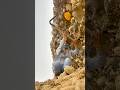 Digging for Gold: Woman Unearths Rare Yellow Jade Gemstone.