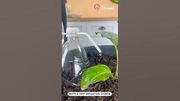 Bottle drip irrigation system #bottle #irrigation #system #hacks