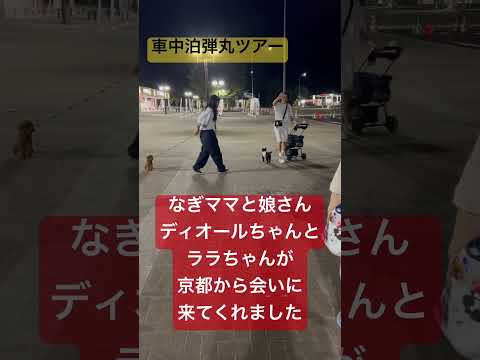 【車中泊】なぎママさんに会いきました #ハイエース #キャンピングカー #ハイシニア犬