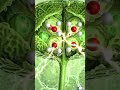 How Plants Make Food Using Sunlight 🌱 | Photosynthesis Animation