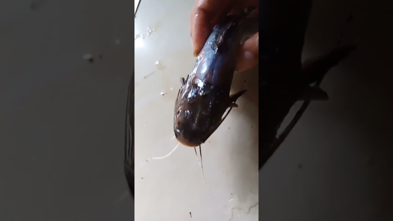 අංකුට්ටෙක් 😱😱🐠 මාලූ ලෑල්ලක විකුනන්න තිබුනු අංකුට්ටෙක්| ankutta