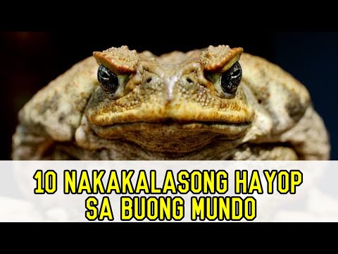 10 PINAKA NAKAKALASONG HAYOP SA BUONG MUNDO