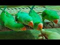 Cute Green Talking Parrots Really Enjoyed Outside The Cage || Dancing And Speaking On Charpai