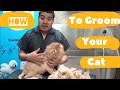 How to groom my Persian or Long Hair Cat into a Lion/ Dog groomer in queens NYC, Queens / Brooklyn