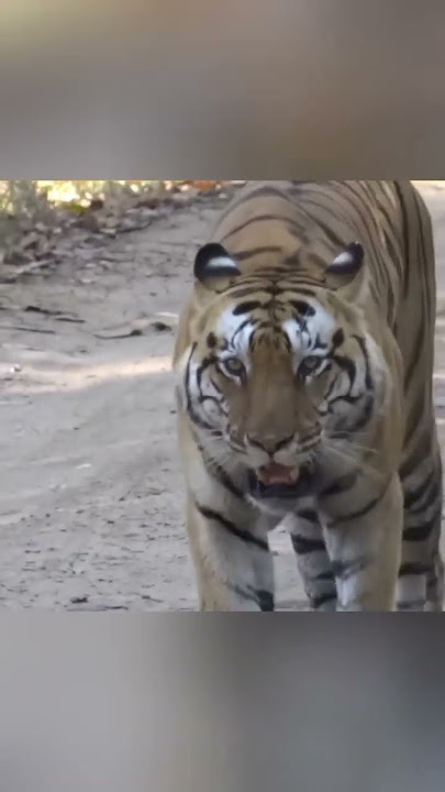 PREDATOR VS HUMAN #tiger #Shorts #edit