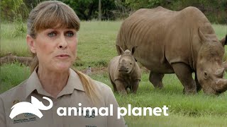 Rinoceronte bebê é levado para vacinação | A Família Irwin | Animal Planet Brasil